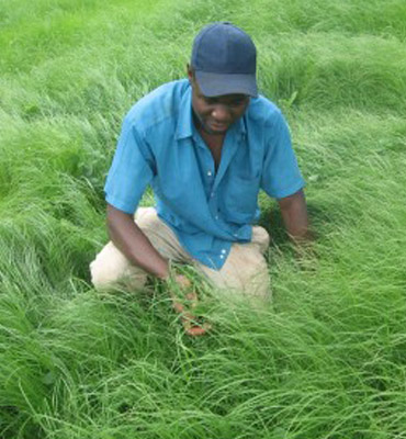 TEFF GRASS