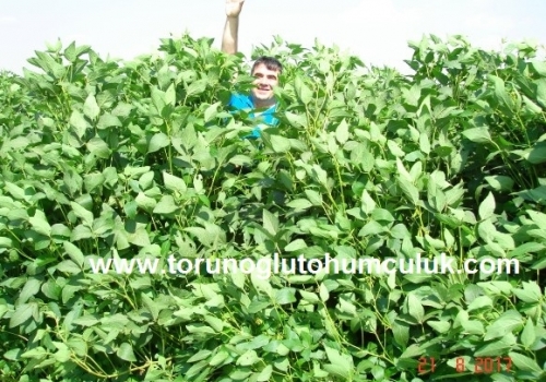 Silajlık Soya Tohumu 