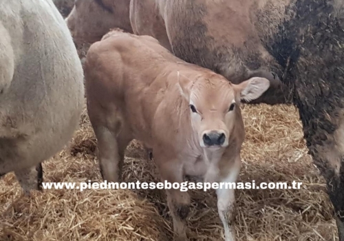 Piemontese Irkı