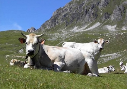 Piemontese Sığır Irkı Özellikleri