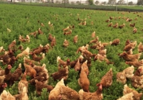 Tavuk Merası Tohumu Fiyatları