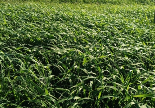 Guinea Grass Yem Bitkisi