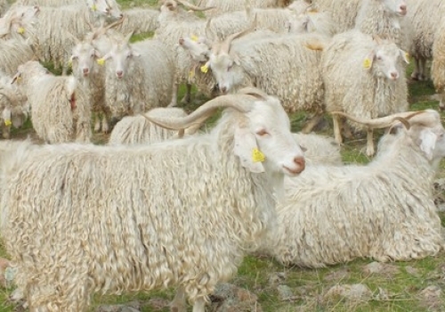 Tiftik Keçisi Projesi