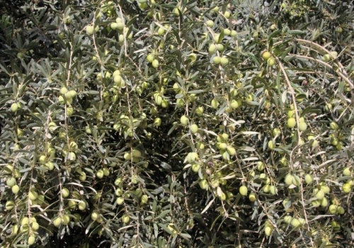 Sarı Ulak Zeytin Fidanı