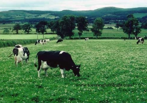 2026 Güncel Yem Fiyatları