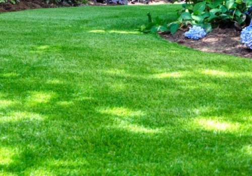 Gölge Alan Çim Tohumu